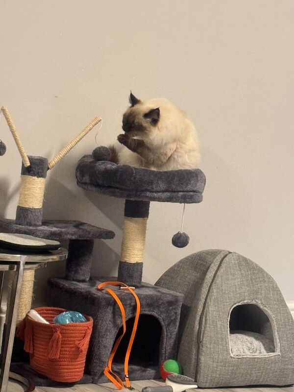 Ragdoll kittens for sale in Sutton in Ashfield, Nottinghamshire – 6 months old
