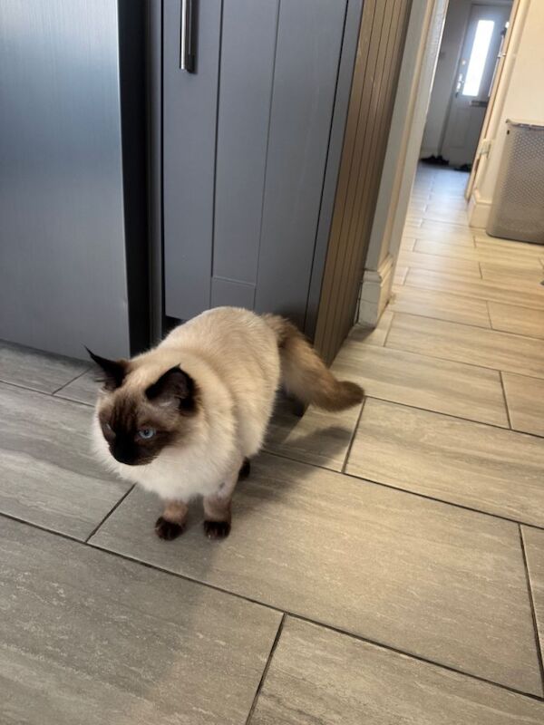 Ragdoll kittens for sale in Sutton in Ashfield, Nottinghamshire – 5 months old