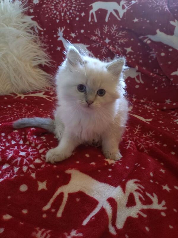 Ragdoll kittens for sale in Grantham, Lincolnshire – 9 weeks old