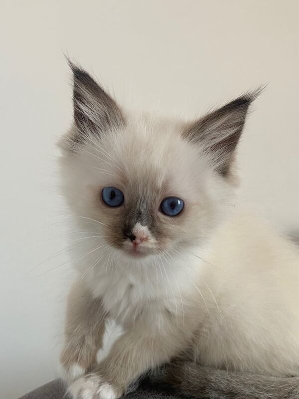 Ragdoll kittens for sale in Llanelli, Dyfed – 10 weeks old