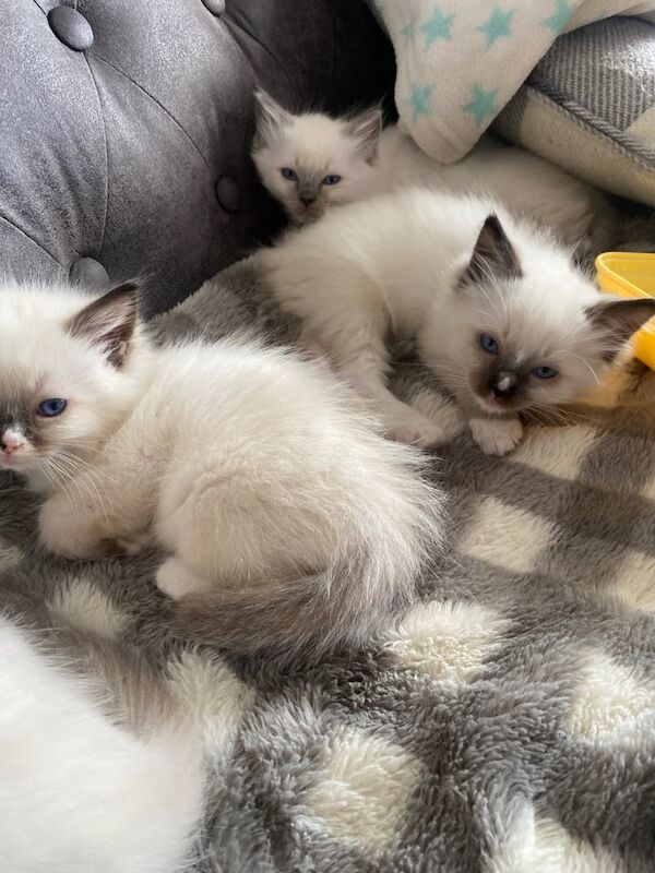 Ragdoll kittens for sale in Llanelli, Dyfed – 10 weeks old - Image 2 of 3