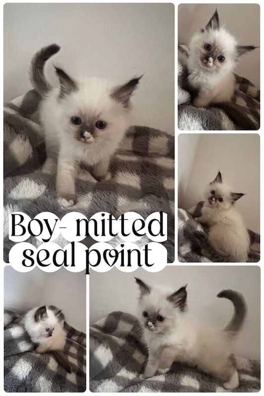 Ragdoll kittens for sale in Llanelli, Dyfed – 10 weeks old - Image 3 of 3