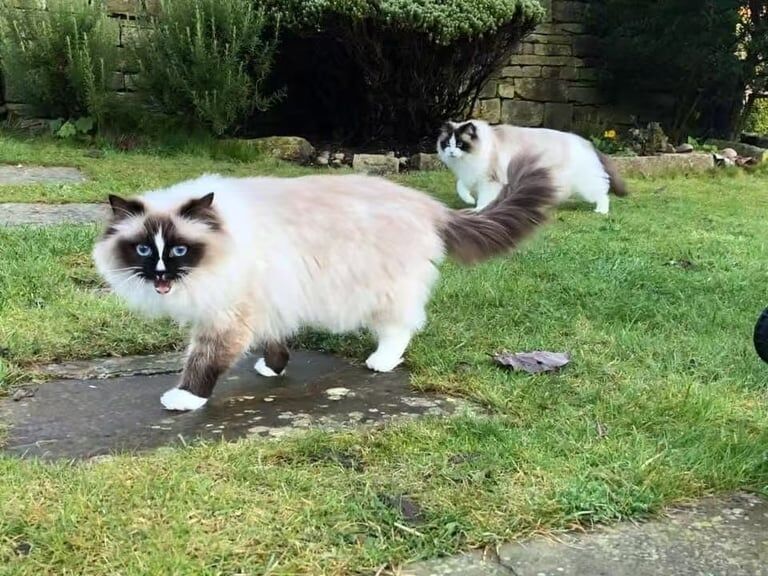 Ragdoll kittens for sale in Huddersfield, West Yorkshire – 1 year old