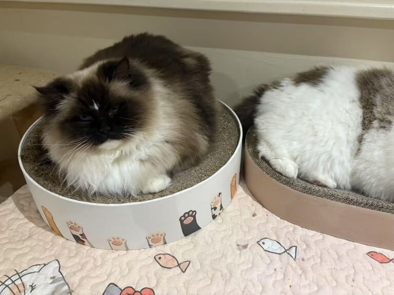 Ragdoll kittens for sale in Huddersfield, West Yorkshire – 1 year old - Image 2 of 3