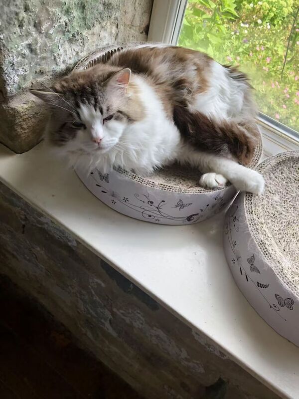 Ragdoll kittens for sale in Huddersfield, West Yorkshire – 1 year old - Image 3 of 3