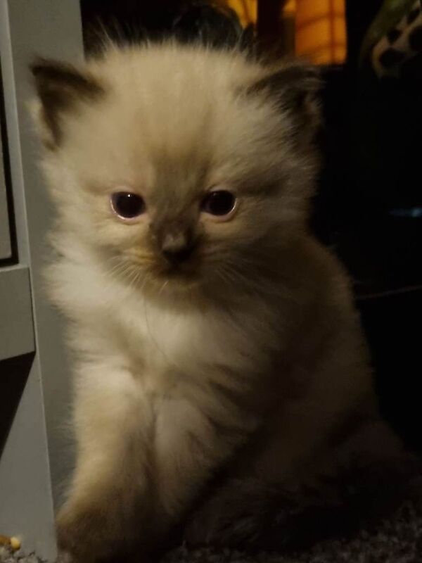 Ragdoll kittens for sale in Farsley, West Yorkshire – 7 weeks old
