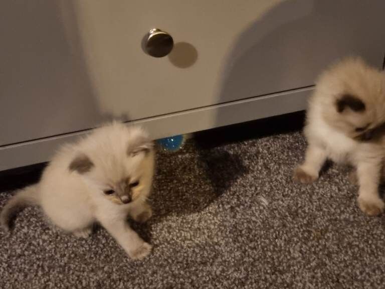 Ragdoll kittens for sale in Farsley, West Yorkshire – 7 weeks old - Image 2 of 4