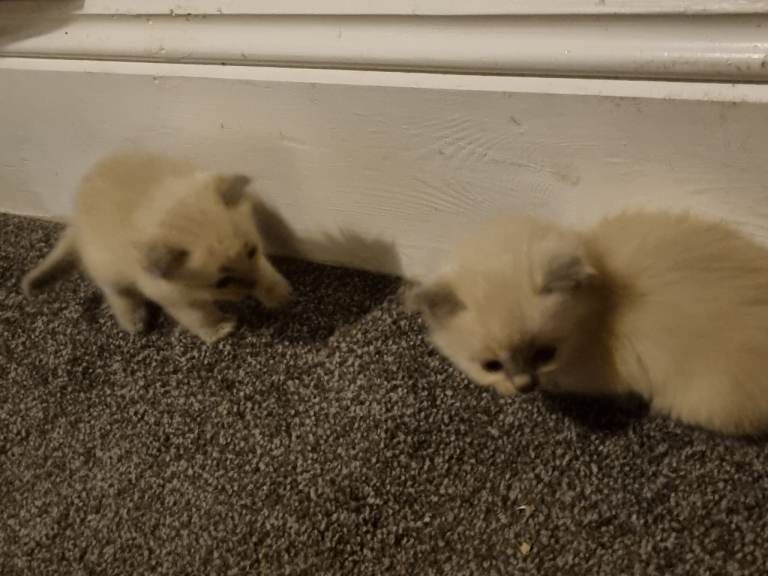 Ragdoll kittens for sale in Farsley, West Yorkshire – 7 weeks old - Image 3 of 4