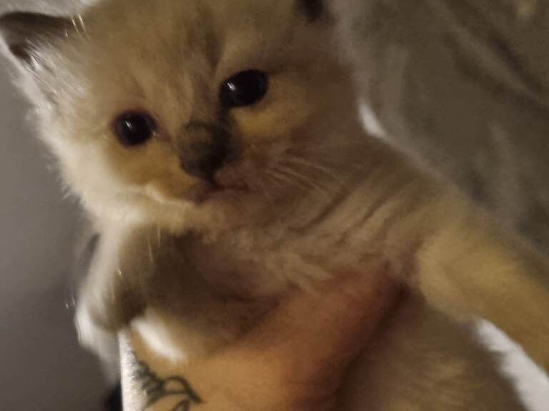 Ragdoll kittens for sale in Farsley, West Yorkshire – 7 weeks old - Image 4 of 4