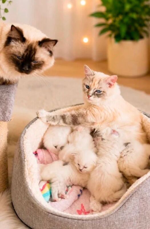Ragdoll Kittens For Sale