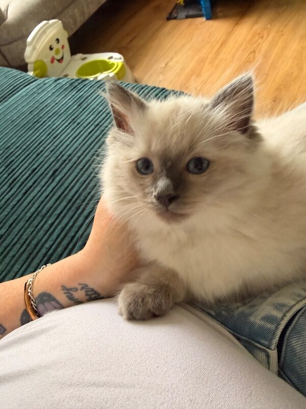 Pedigree Ragdoll Kittens