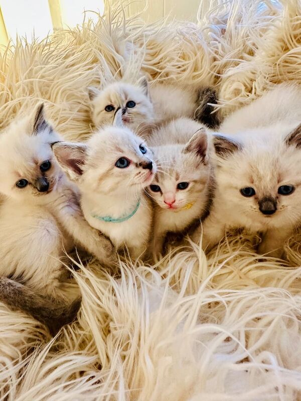 Ragdoll kittens for sale in Fareham, Hampshire – 9 weeks old