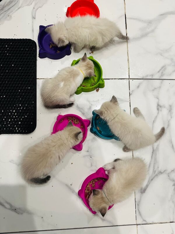 Ragdoll kittens for sale in Fareham, Hampshire – 9 weeks old - Image 2 of 3