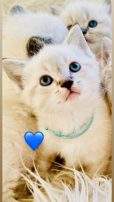 Ragdoll kittens for sale in Fareham, Hampshire – 9 weeks old - Image 3 of 3