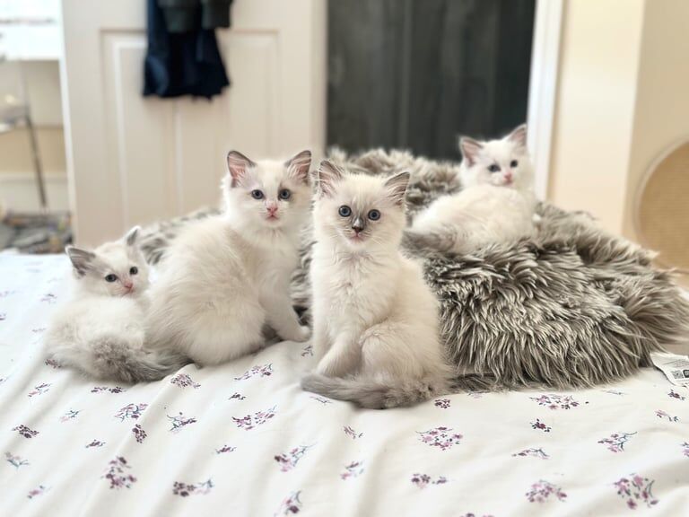 Ragdoll kittens for sale in Peterborough, Cambridgeshire – 8 weeks old