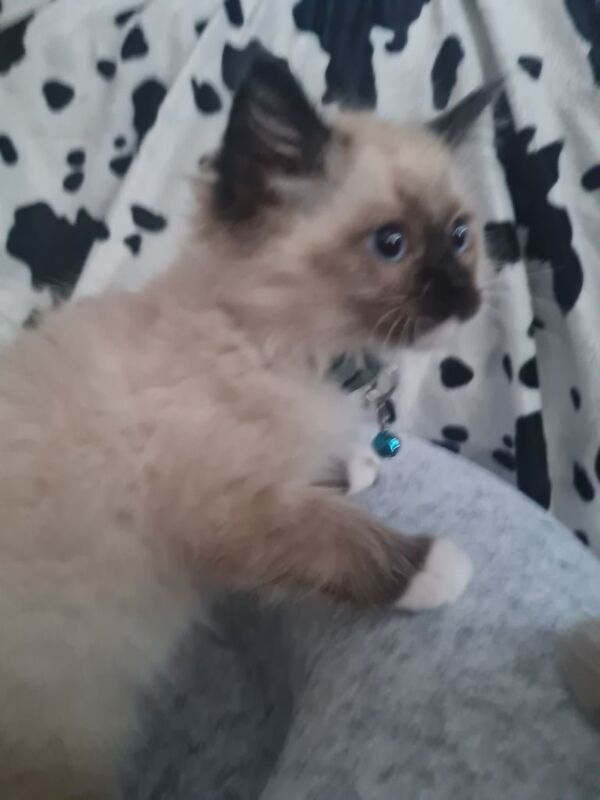 pedigree ragdoll kittens vaccinated and chipped 1 boy left for sale in Barnes, Greater London
