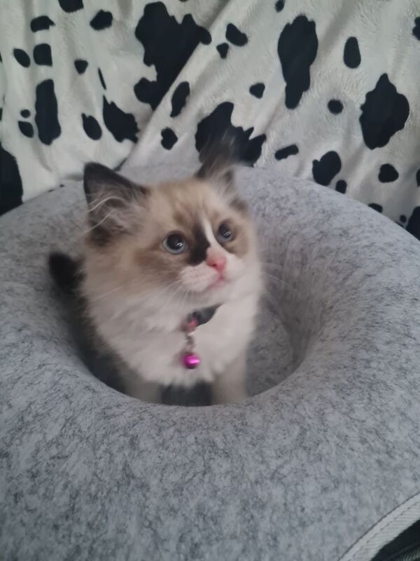 pedigree ragdoll kittens vaccinated and chipped 1 boy left for sale in Barnes, Greater London - Image 2