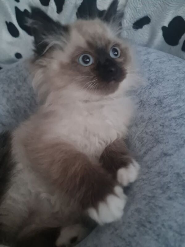 pedigree ragdoll kittens vaccinated and chipped 1 boy left for sale in Barnes, Greater London - Image 3