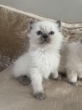 Pedigree ragdolls ready to leave for sale in New England, Somerset