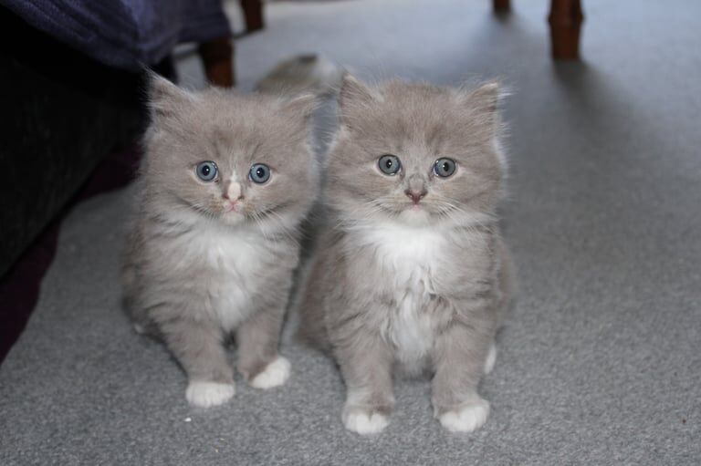 Persian / Ragdoll kittens for sale in Perth, Perth and Kinross