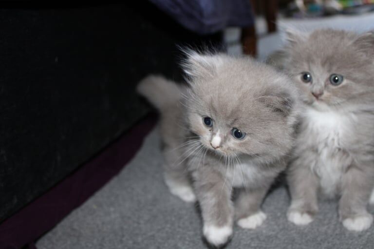 Ragdoll kittens for sale in Perth, Perth and Kinross – 10 months old - Image 2 of 3