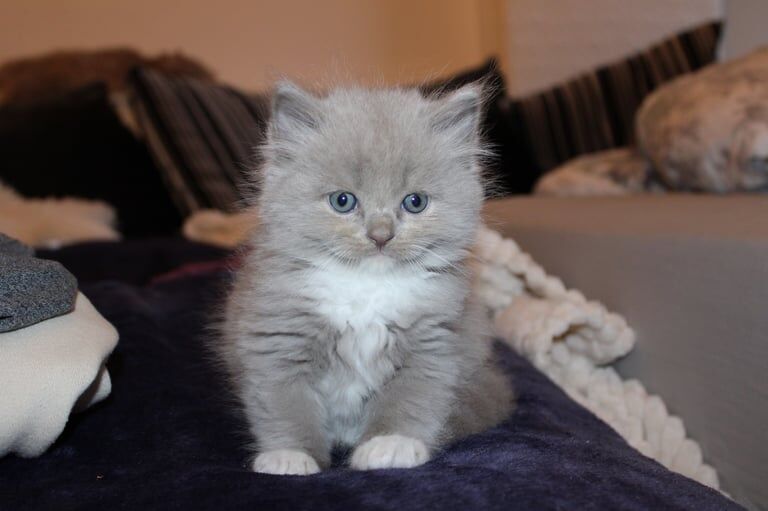 Ragdoll kittens for sale in Perth, Perth and Kinross – 10 months old - Image 3 of 3