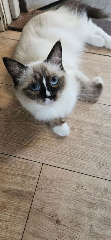 Ragdoll kittens for sale in Ipswich, Suffolk – 1 year old