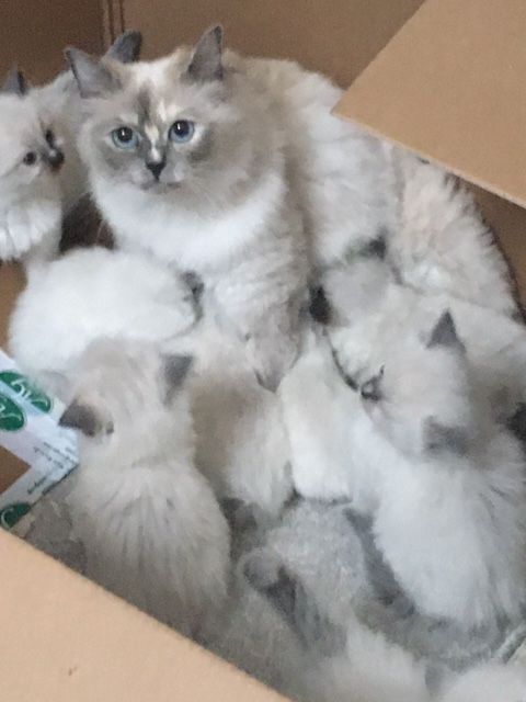 Ragdoll kittens for sale in New Galloway, The Stewartry of Kirkcudbright – 10 weeks old