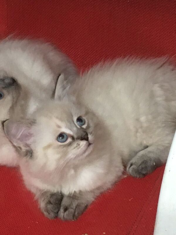 Ragdoll kittens for sale in New Galloway, The Stewartry of Kirkcudbright – 10 weeks old - Image 2 of 3