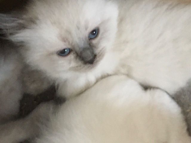 Ragdoll kittens for sale in New Galloway, The Stewartry of Kirkcudbright – 10 weeks old - Image 3 of 3