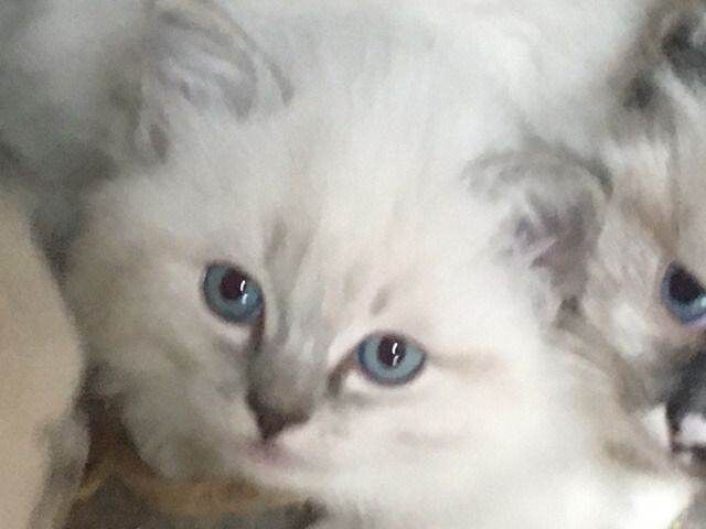 PKD HCM Clear Ragdoll Kittens