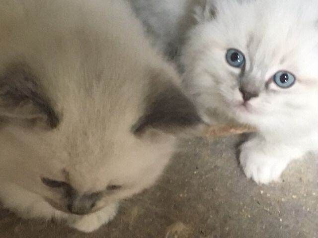 PKD HCM Clear Ragdoll Kittens - Image 2 of 3