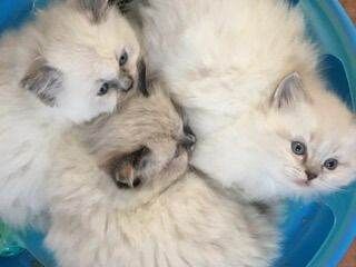 PKD HCM Clear Ragdoll Kittens - Image 3 of 3