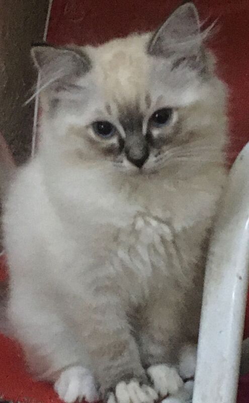 Ragdoll kittens for sale in New Galloway, The Stewartry of Kirkcudbright – 3 months old