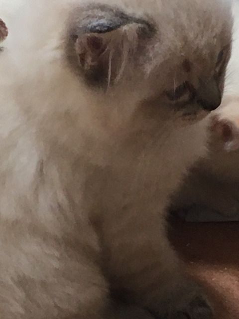 Ragdoll kittens for sale in New Galloway, The Stewartry of Kirkcudbright – 3 months old - Image 2 of 3