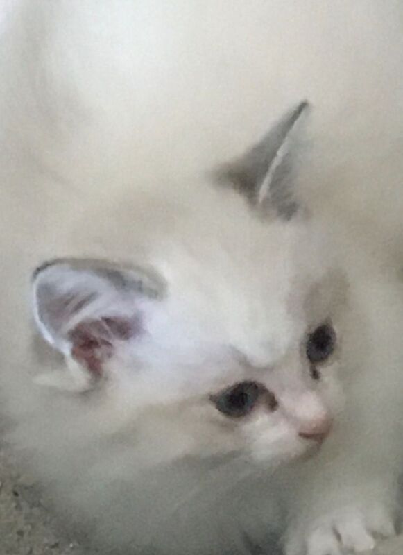 Ragdoll kittens for sale in New Galloway, The Stewartry of Kirkcudbright – 3 months old - Image 3 of 3
