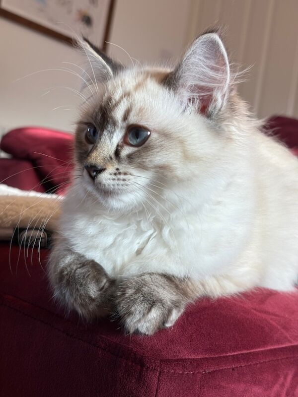 Precious girl looking for forever home for sale in Dundee, City of Dundee | Image 2
