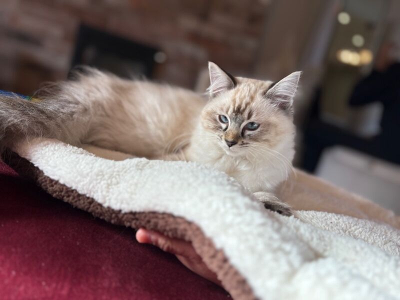 Precious girl looking for forever home for sale in Dundee, City of Dundee | Image 3