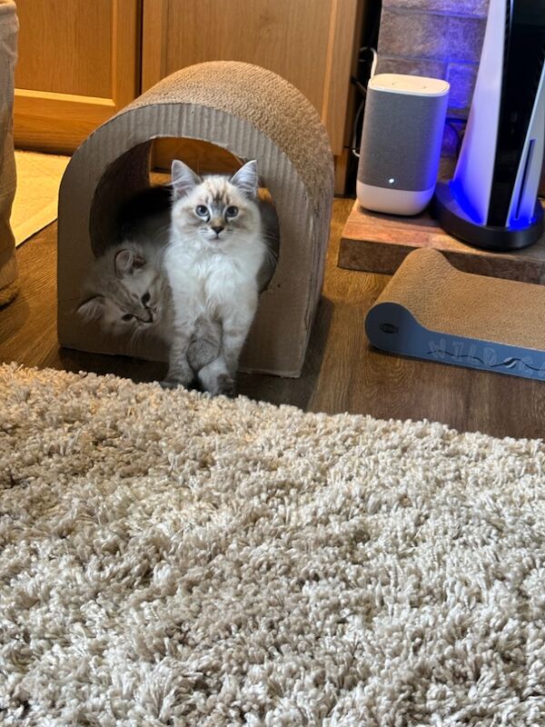 Precious girl looking for forever home for sale in Dundee, City of Dundee | Image 4