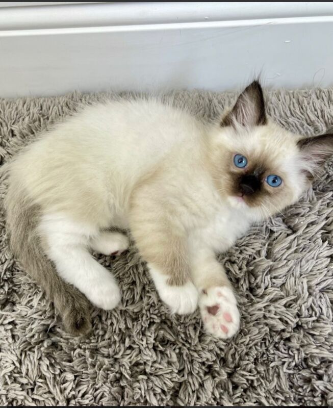 Ragdoll kittens for sale in Bradford, West Yorkshire – 3 months old