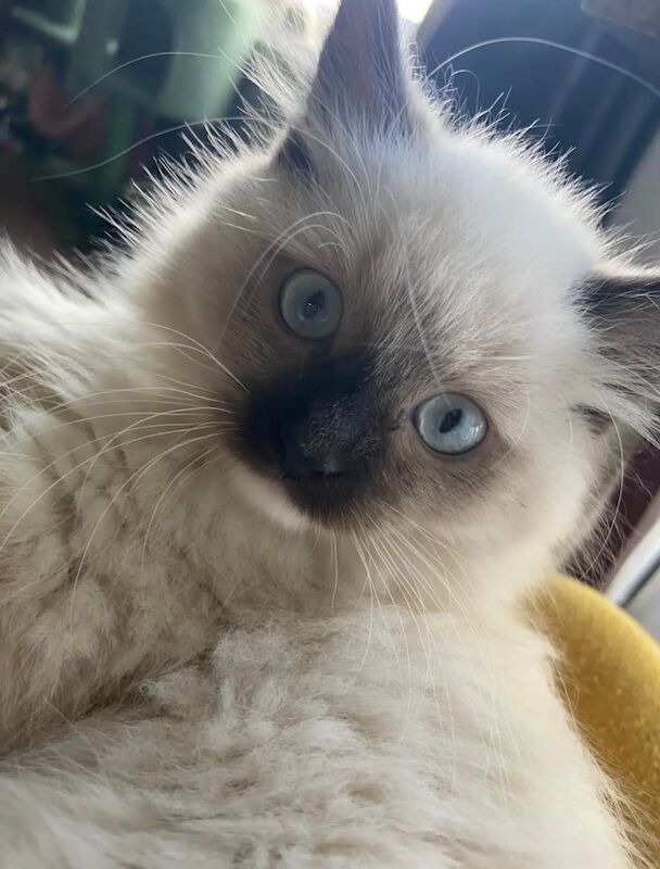 Ragdoll kittens for sale in Bradford, West Yorkshire – 3 months old - Image 2 of 3