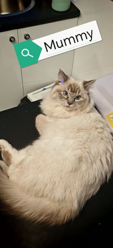 Pure Blood Ragdoll for sale in Armadale, West Lothian