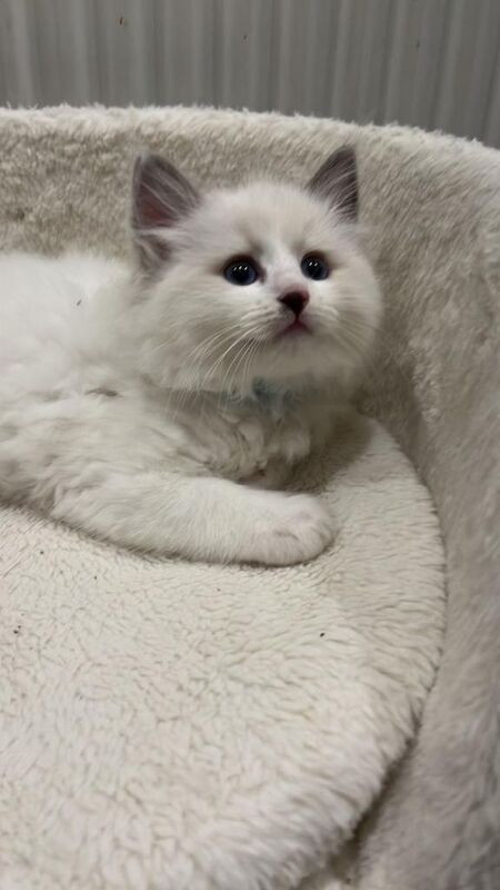 Ragdoll kittens for sale in Bradford, West Yorkshire – 8 weeks old