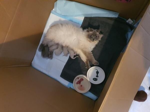 Pure blue ragdoll kittens ?? for sale in Bradford, West Yorkshire
