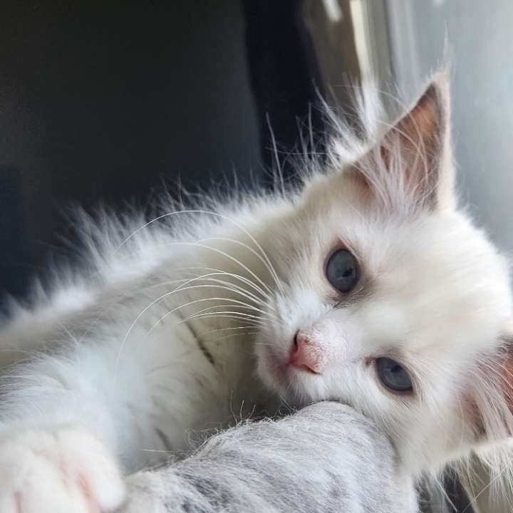 Pure bred ragdoll kittens