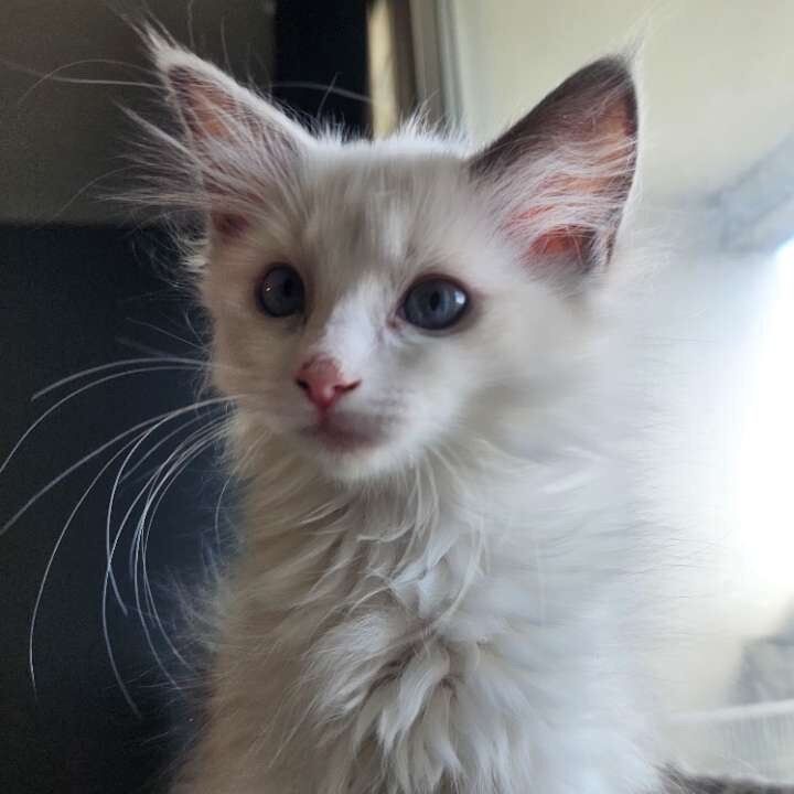 Pure bred ragdoll kittens - Image 2 of 4
