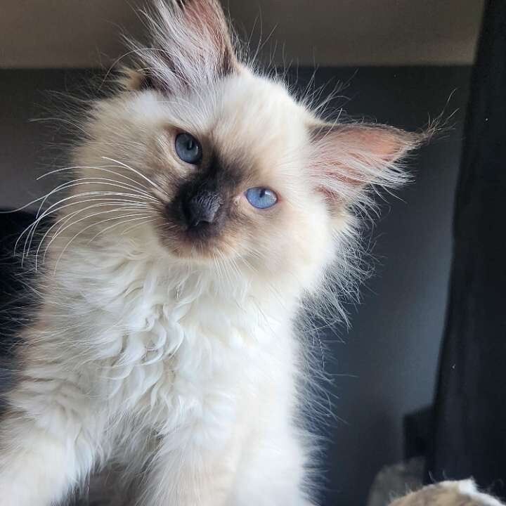Pure bred ragdoll kittens - Image 3 of 4