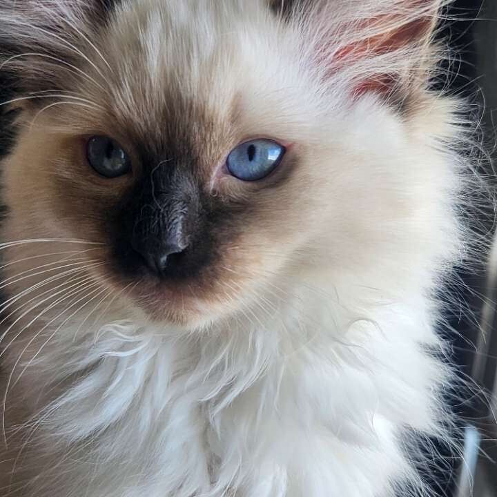 Pure bred ragdoll kittens - Image 4 of 4