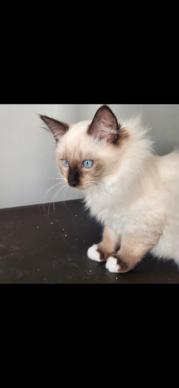 Pure bred ragdoll kittens