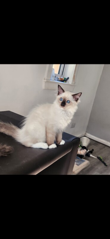 Pure bred ragdoll kittens - Image 2 of 5